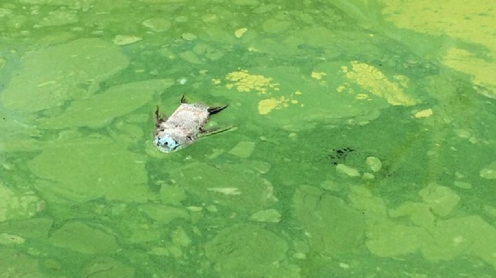 Algae Biotic Or Abiotic The Shocking Truth - mgk045x