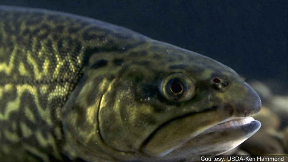 Nevada Reservoir Stocked With Thousands Of Trout Ksnv