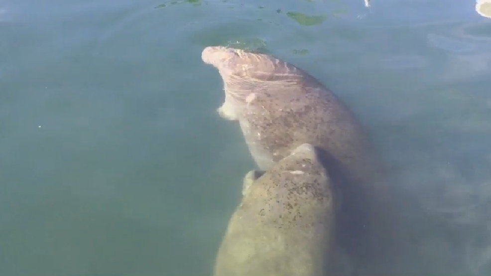 FWC: Protection zones established for manatee migration season | WPEC